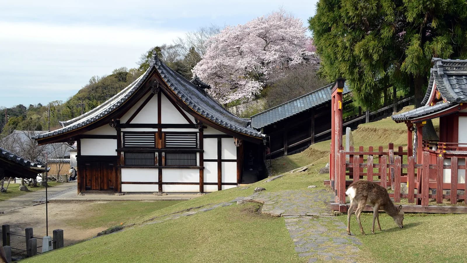 Nara Ryokan Guide: Should You Stay Overnight or Day Trip?
