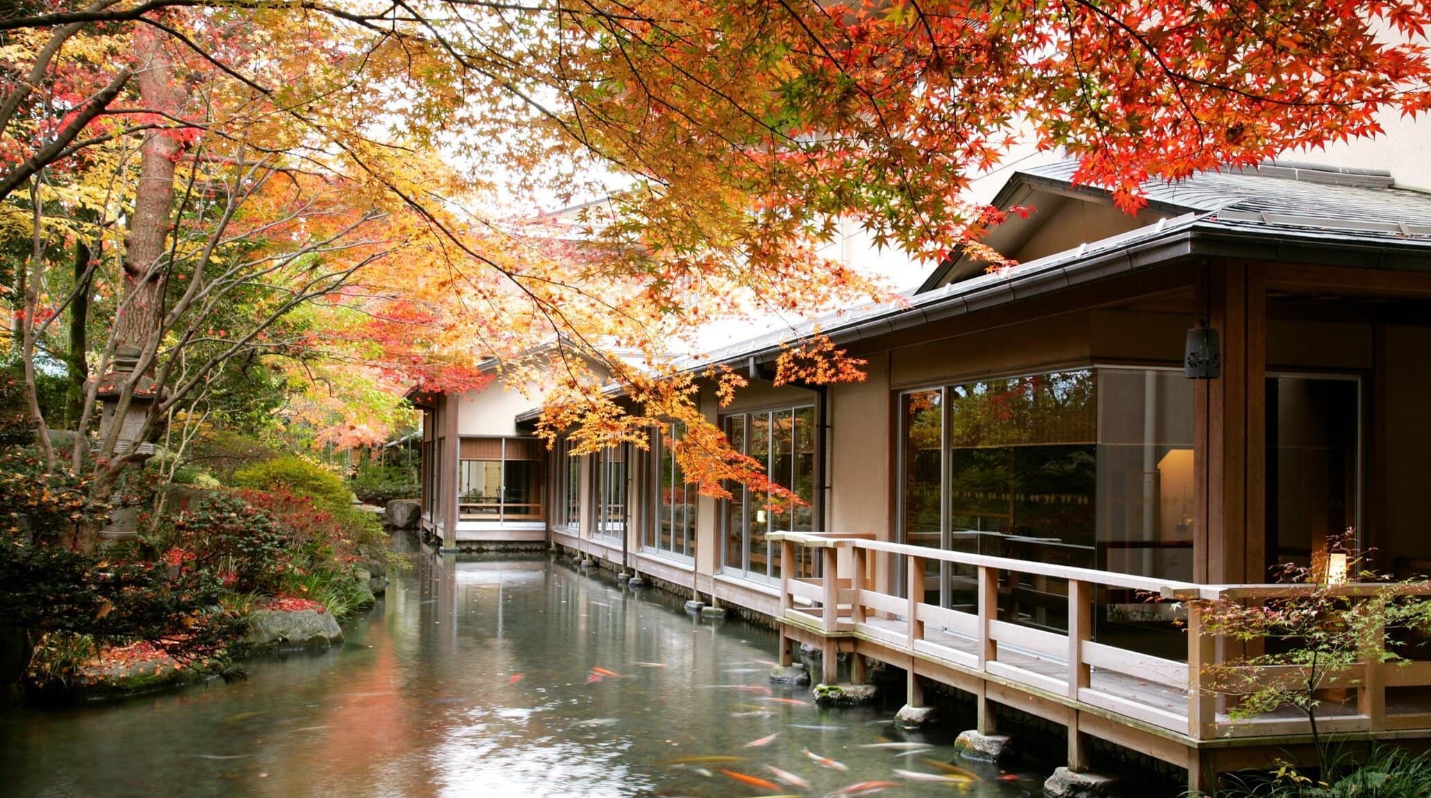 A wooden walkway and glass-walled wing of a ryokan over a koi pond, under orange and red maples