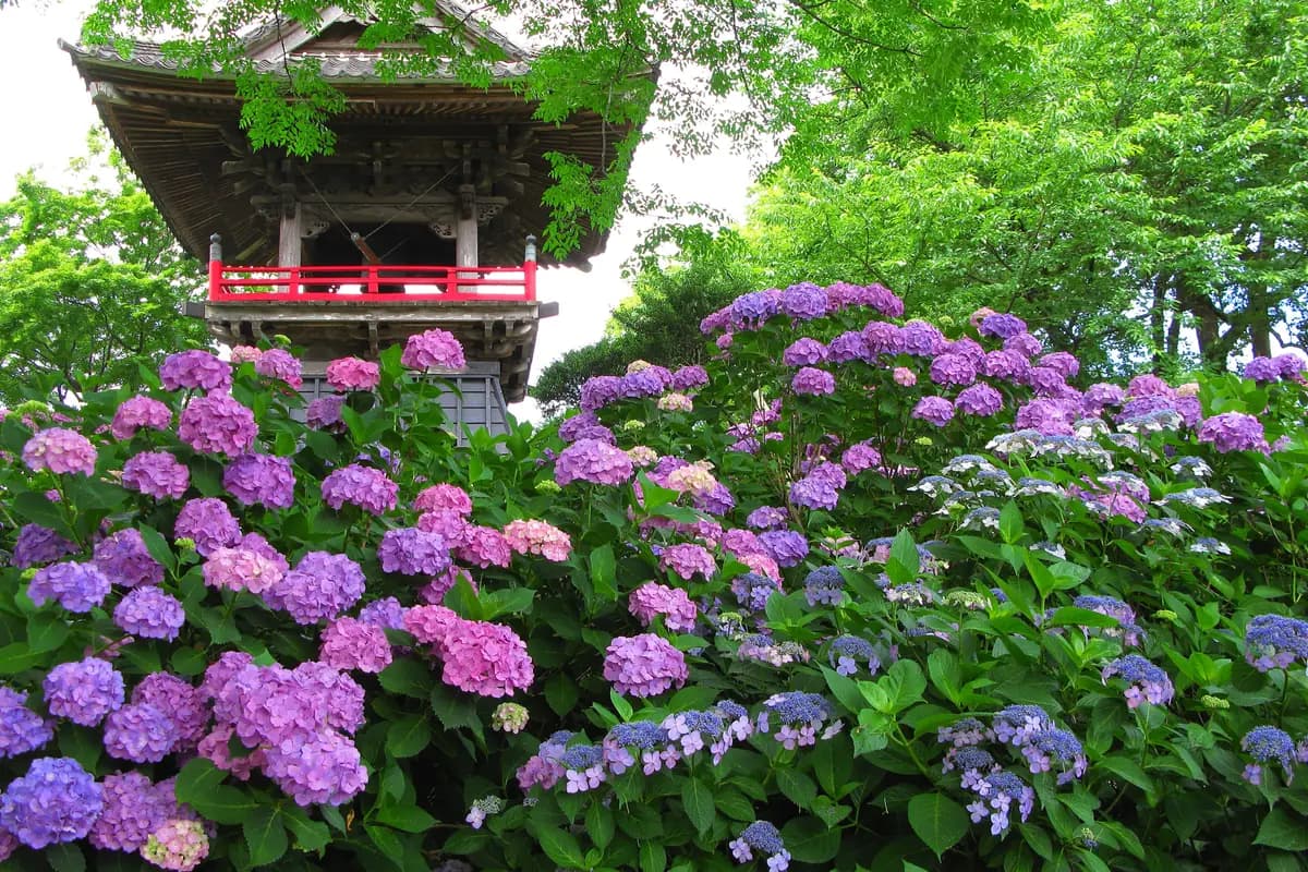 Purple and blue hydrangeas in bloom beneath a temple bell tower in Saitama